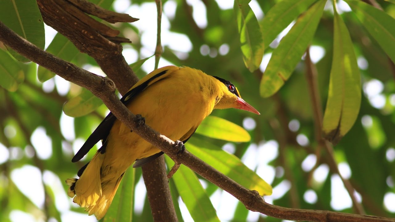 Black-naped oriole, 黃鸝 