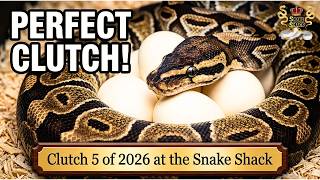 Royal Python Cupcake Laid Her First Clutch!