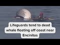 Lifeguards tend to dead whale floating off coast near Encinitas