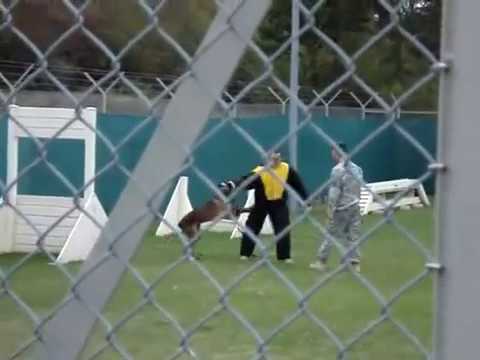 k9-bites-me-|-military-k9-dog-training-|-bite-suit