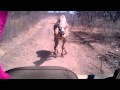 Chased by a Camel