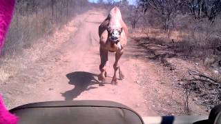 Chased by a Camel