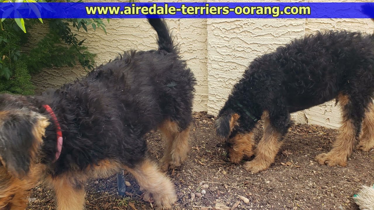 Airedale Terrier puppies 10 weeks old
