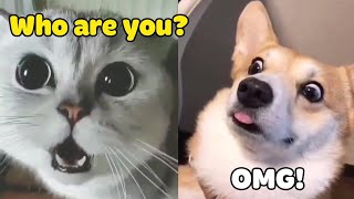 FUNNY ANIMALS 2021 | funny MOMENTS from tik tok I funny cats and dogs I try not to laugh by Best Funny4 71 views 3 years ago 6 minutes, 58 seconds