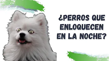 ¿Por qué mi perro se vuelve loco por la noche?