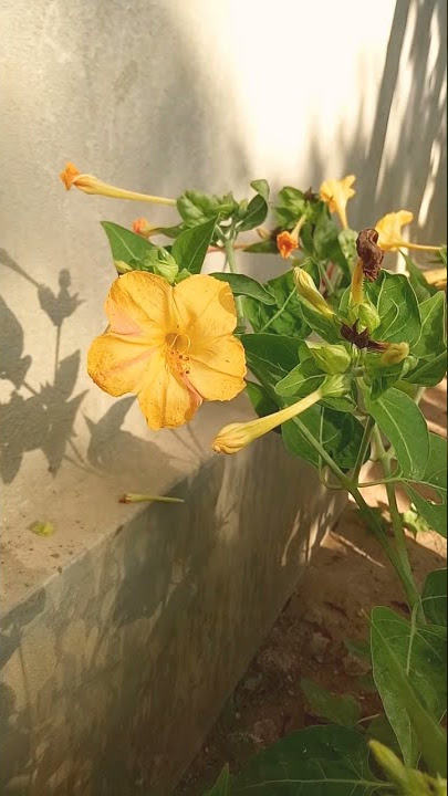 45.Mirabilis jalapa (Nictaginaceae family)