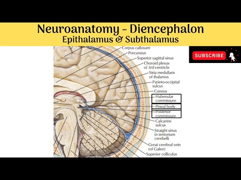 Epithalamus & Subthalamus | اجزاء | غده صنوبری | سازه ها | توابع |