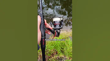 Only Fishing The Fresh Atm Fishing Fishingshorts Fishingaustralia Redfin Viralvideo Shorts 
