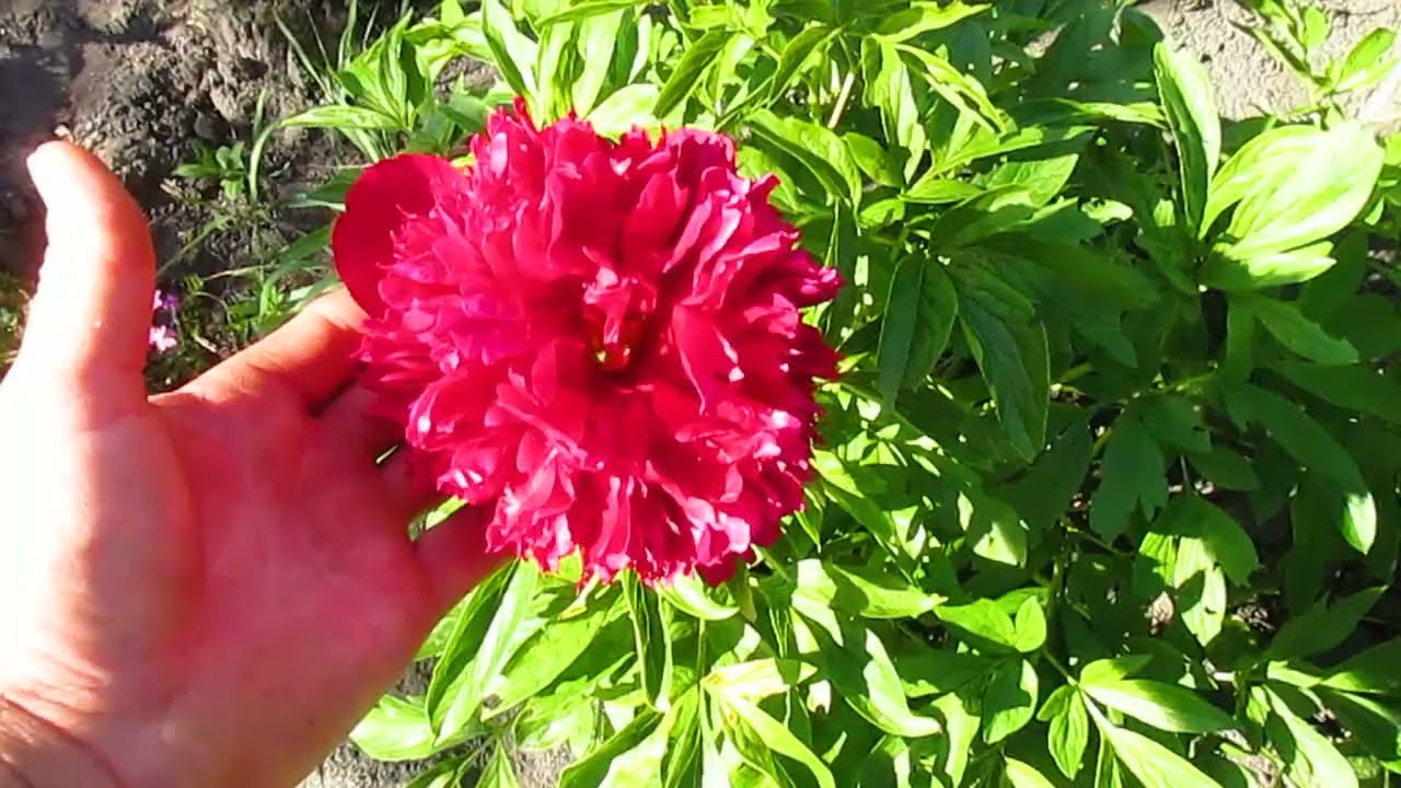 Какие сорта собрал пионов и ирисов на даче.