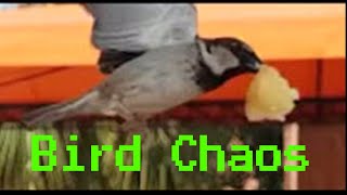 Bird Chaos: Birds Like Muffins