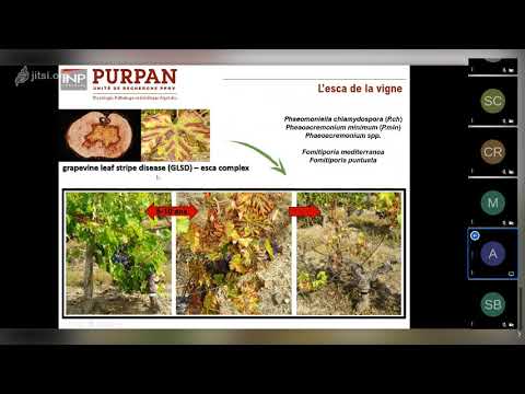 Interactions champignons phytopathogènes associés à l’esca