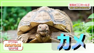 カメの驚くべき進化と長寿の秘密🐢 知られざる生態とは？