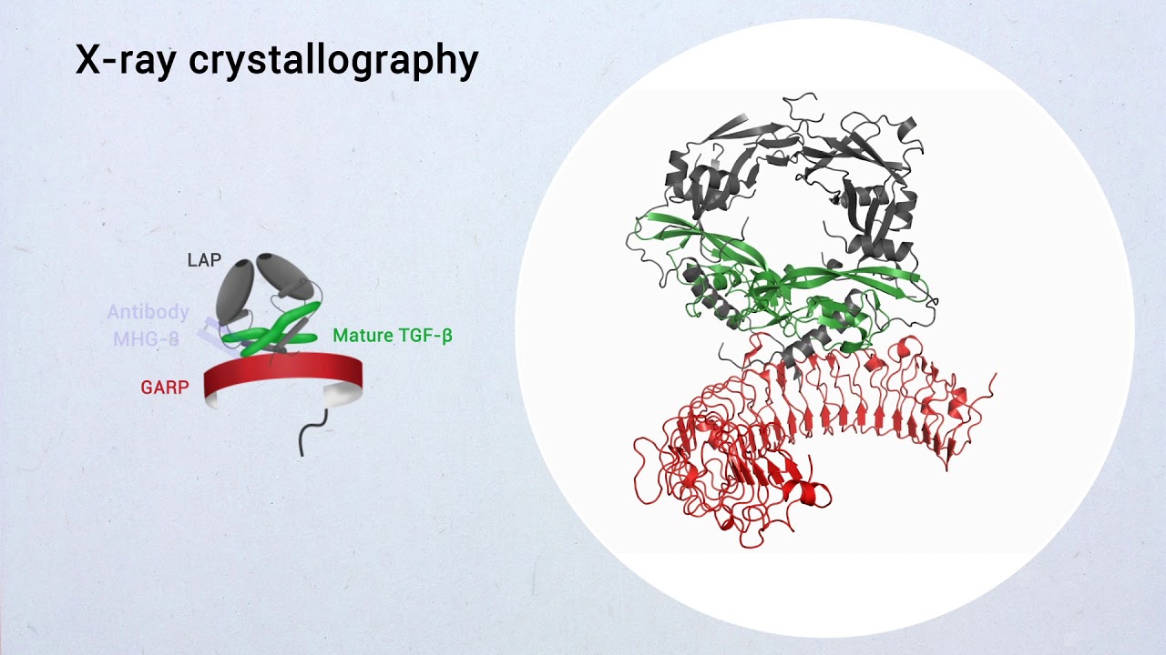 Abstract of the double discovery in immunotherapy enseignement en espagnol
