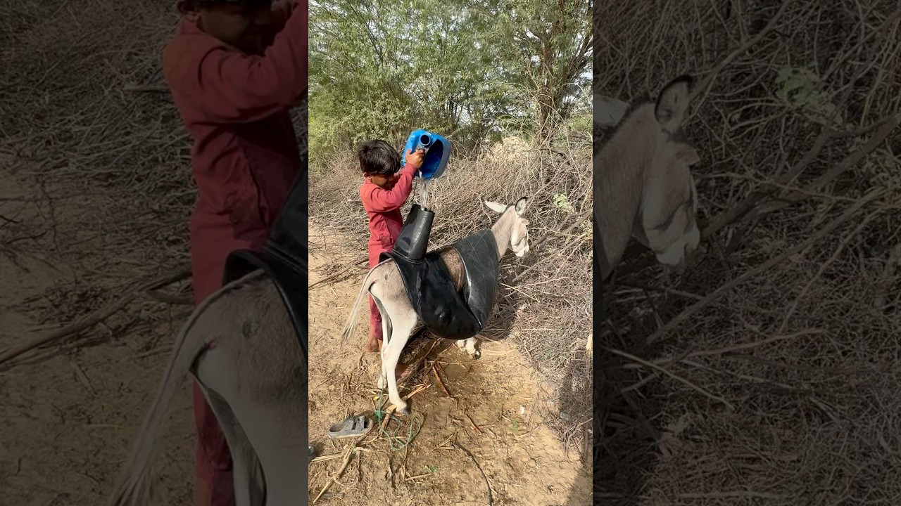 A poor desert man is filling a donkey with water.