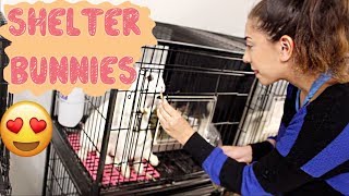 Donating Rabbit Toys to Homeless Bunnies at the Shelter