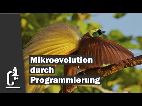 Mikroevolution als Folge von Programmierung | Dr. Reinhard Junker