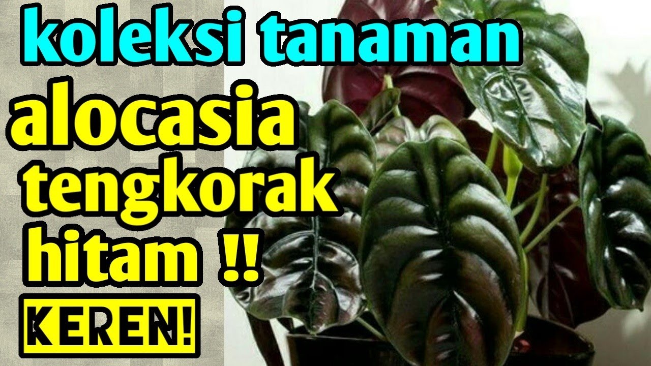 Featured image of post Alocasia Tengkorak Hitam Keladi tengkorak hijau dengan nama latin alocasia cypeolata memiliki daun berbentuk oval seperti daun keldi tengkorak pada umumnya