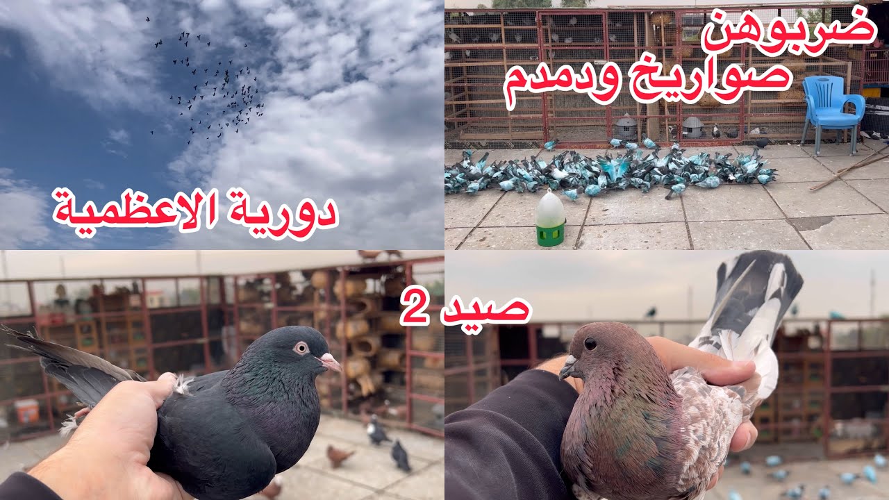 اعادة رد على تعليق 🇮🇶 ضربوهن للصغار صواريخ ودمدم 😍 صيد رماني وزنكي