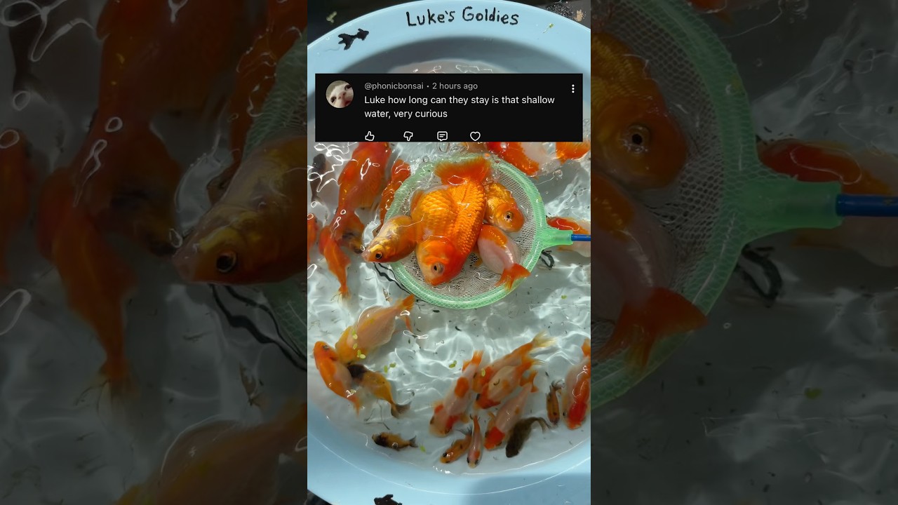 How long can the goldfish stay in the bowl?