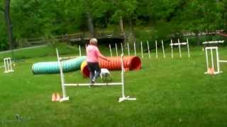 Nova Agility Class May 24 Lily 2