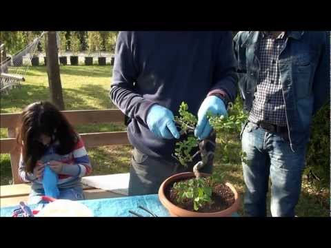 Video: Ortak Parifolia