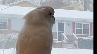 Onni Enjoys The Snow and Becky Jean Goes To The Walmarts (Chin Up, Happy Video)