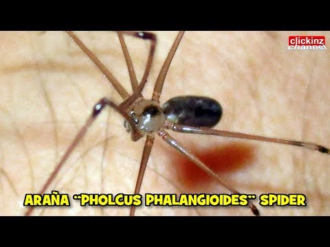 Video: ¿La araña de sótano es una araña?