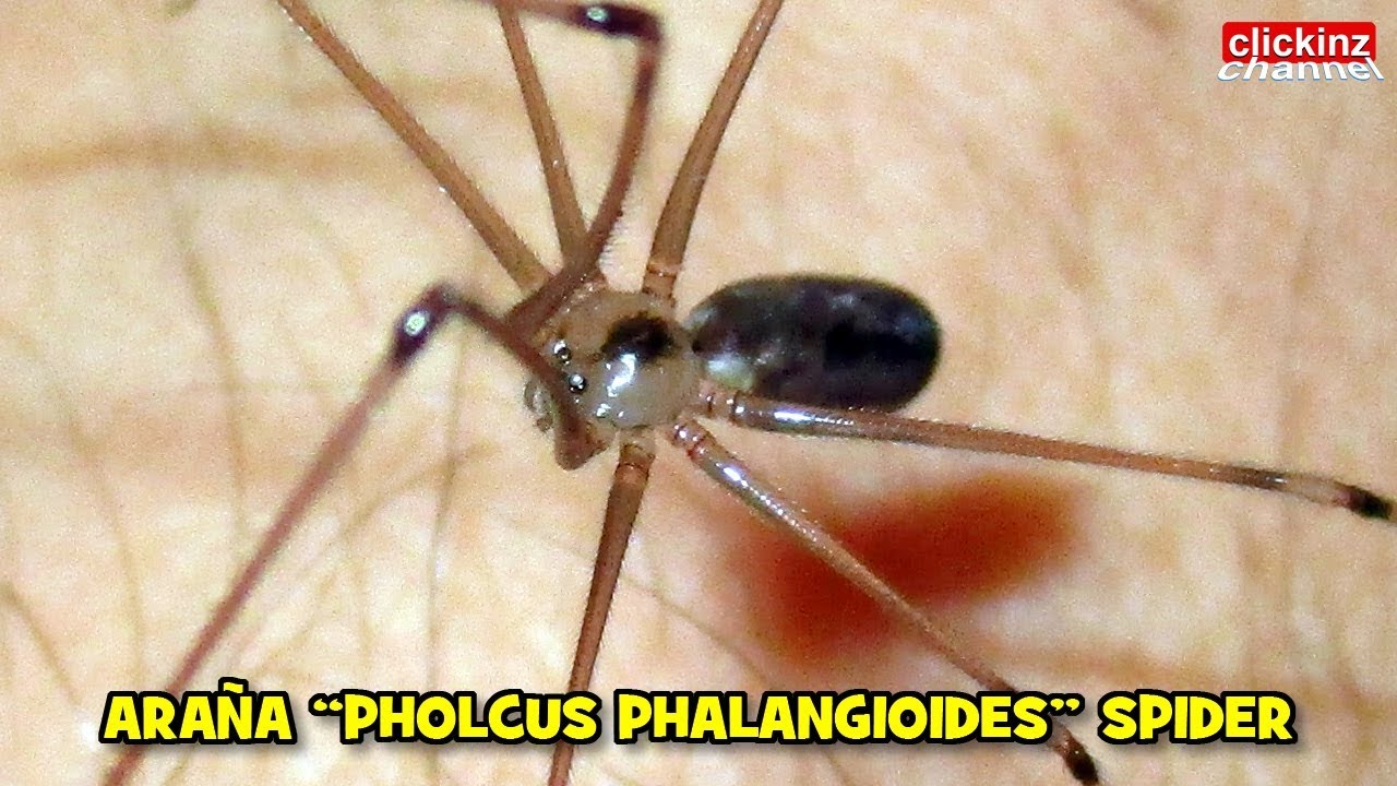 Araña de Patas Largas PHOLCUS PHALANGIOIDES Araña Calavera del Polvo o ...