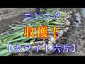 ニンニク収穫！【ホワイト六片】