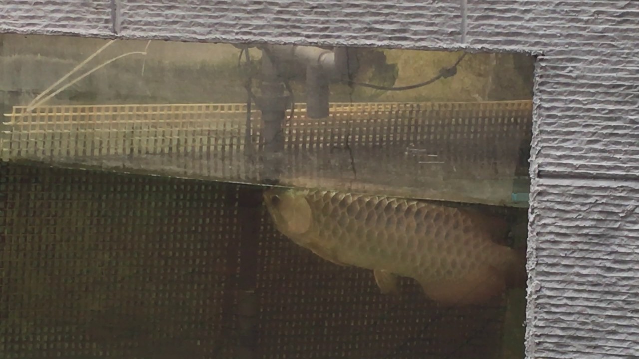 Golden Male Arowana with Eggs in mouth YouTube