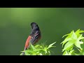 Orchard Oriole