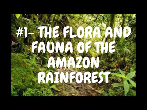 #1-The Flora and Fauna of the Amazon Rainforest