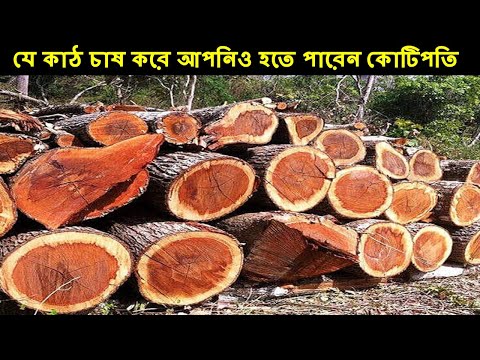 ভিডিও: আসবাবপত্র কাঠ: সবচেয়ে দামি কাঠ। কোন অ্যারে করা ভাল? আসবাবপত্র, টেক্সচার তৈরির জন্য প্রকার এবং প্রজাতি