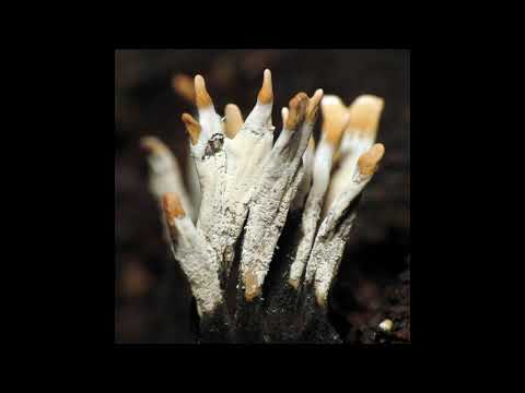 Xylaria hypoxylon