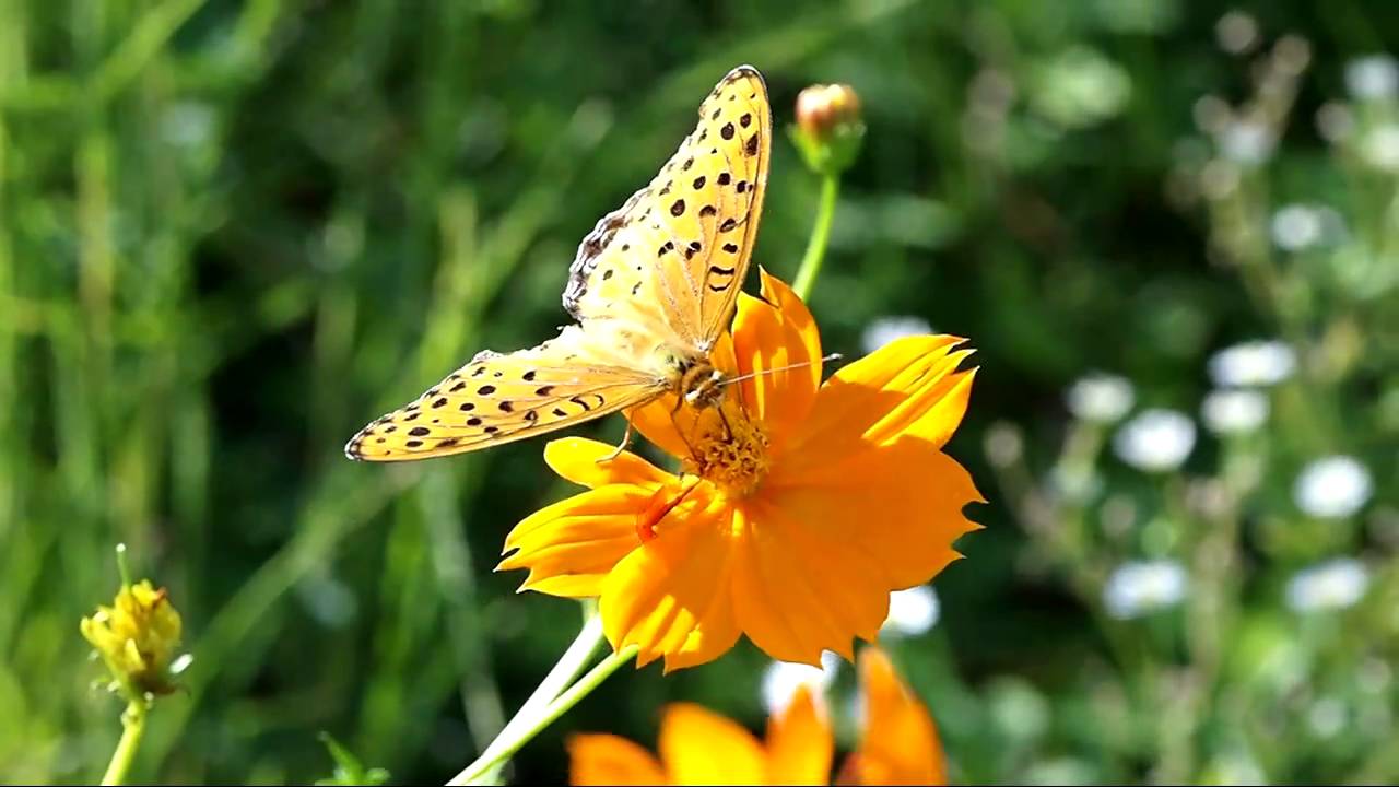 Argyreus hyperbius and Cosmos sulphureus