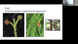 Trees of Asia - SFA Dendrology Lecture (FORS 2319)