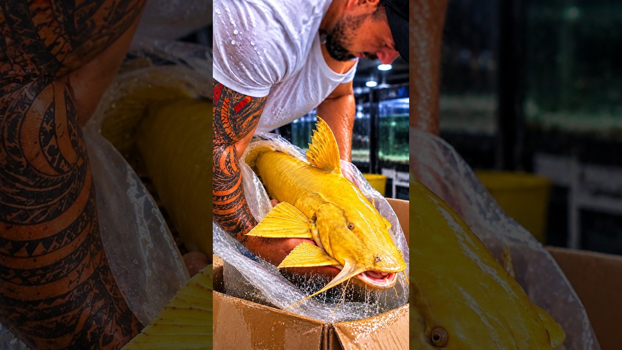 Golden goonch catfish unboxing! #shorts