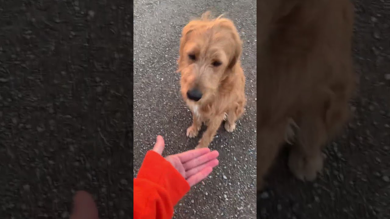 POV You Live In A Beautiful Place Travel Nature Mountains Dog Fyp Reels Goldenretriever
