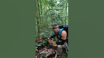 Tumbuhan langka yang hanya ada di hutan rimba kalimantan #shorts