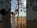 Desi Jugard to Protect Wheat from Birds! 🌾 #BirdControl #Farming #Agriculture #CropProtection #Wheat