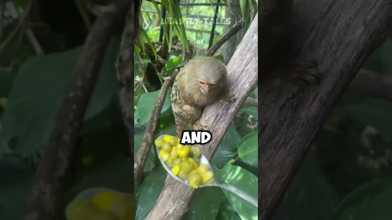 Top 3 Tinest Animals That Will Melt Your Heart