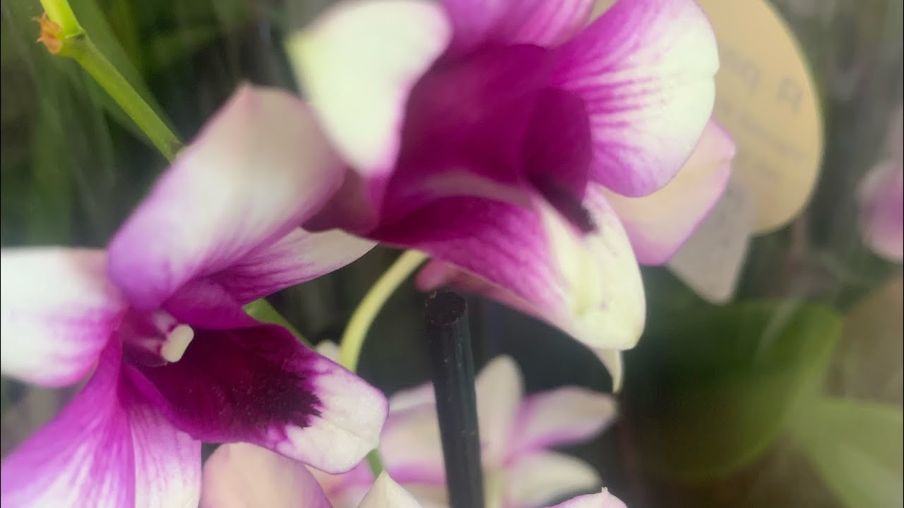   🌸 обзор новой поставочки орхидей 05.07.22 🌼 .