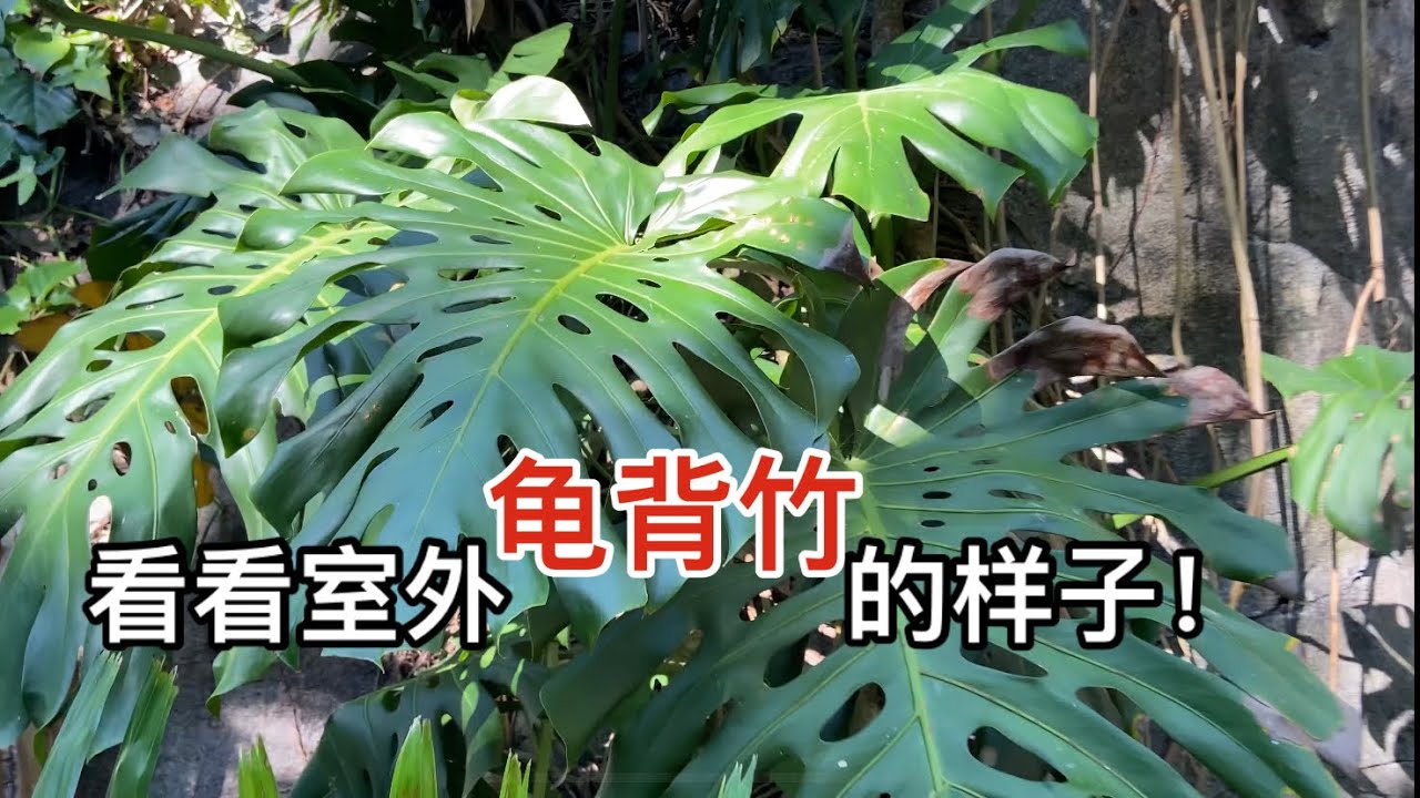 龟背竹原有的样子！室外龟背竹。 - YouTube