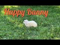 Petit lapin mignon / France