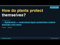 Epidermis — outermost layer protection cuticle stomata root hairs | CBSE Class 9 Biology | Synapse
