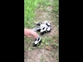 Found the cutest skunks ever