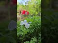 In Forest  `        휴식같은 친구 . . °           #바람의노래 #소향 #nature #flowers  #트레킹하며만나는풍경들 #숲