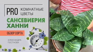 Сансевиерия - тещин язык или щучий хвост? Или просто очень неприхотливое растение?