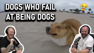 Dogs Who Fail At Being Dogs REACTION!! | OFFICE BLOKES REACT!!