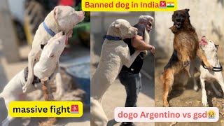 Dogo Argentino fight🚨our dogs are banned by government🇮🇳meeting@rowdyrotts8032❤️